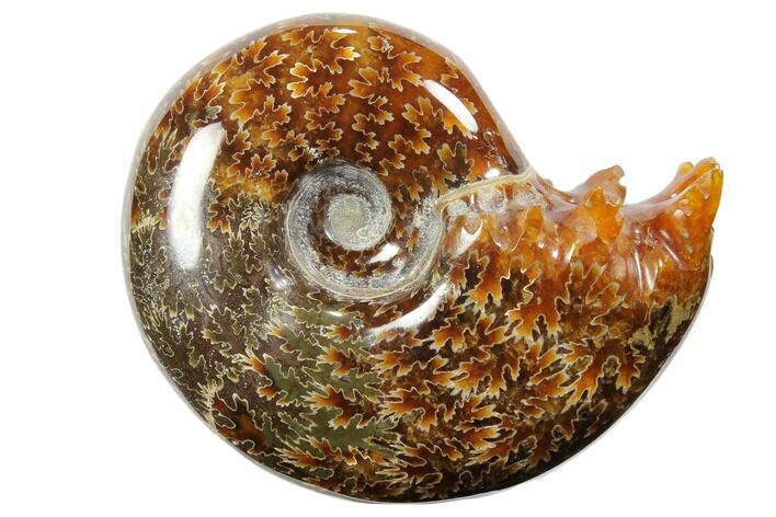 Polished, Agatized Ammonite (Cleoniceras) - Madagascar #110507